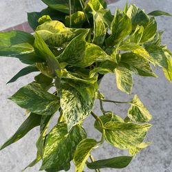 Photos Marble Queen Plants 