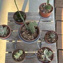 Table Top Arrangement Of Succulents 