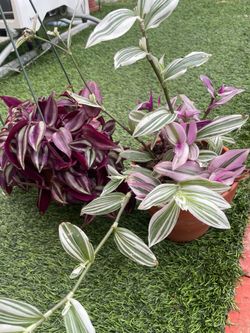 Assorted plants
