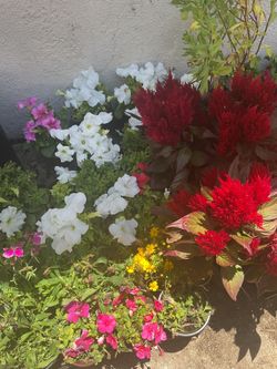 Sale Sunday Flowers 🌺🌸🌷 3710 Merrimac Avenue 92117 Eight To Three P.M.