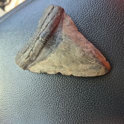 megalodoon tooth