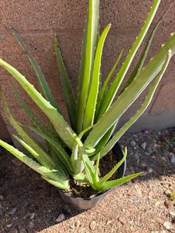 Aloe Vera plant