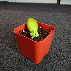 Sedum Succulent Starter