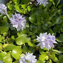 Pond Water Hyacinth 