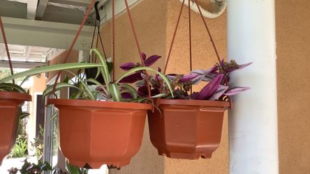 Plantas colgantes🪴🌱🍀