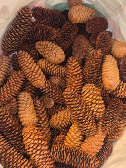 Lot of 15 4-6 inch Pinecones for crafting and decor