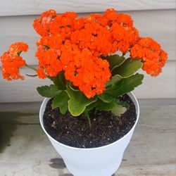 Kalanchoe Succulent Plant 🪴 (C) 