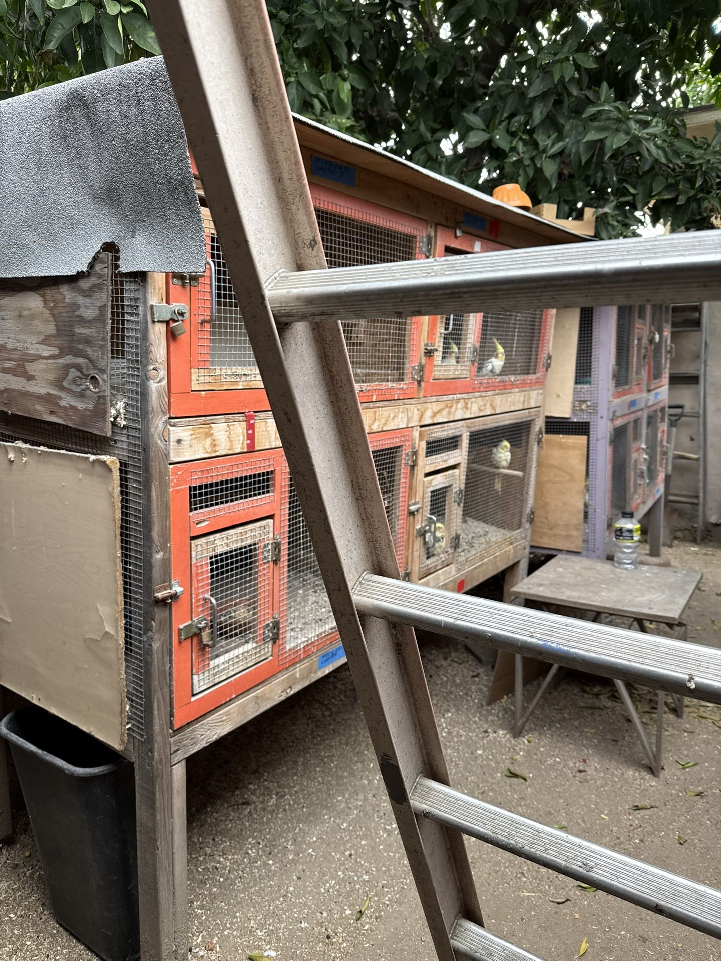 Cages For Birds