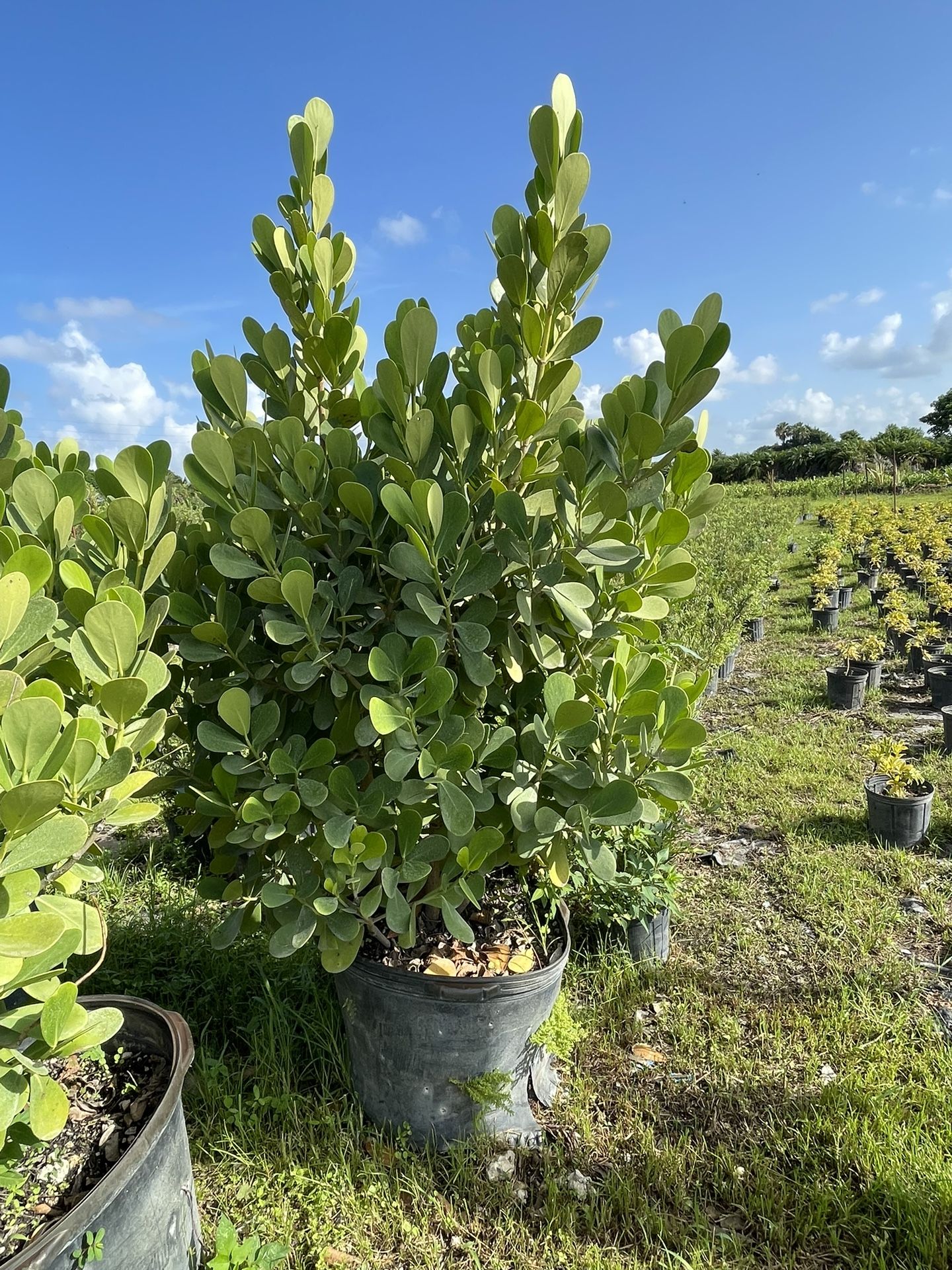 Clusia- 25g And 45 Gal 7 Plus Feet TALL