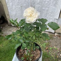 Fragrant rose 