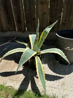 Variegated Agave Plant in Pot