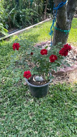 Planta de Rosal, Flor, chiquita, diferente color