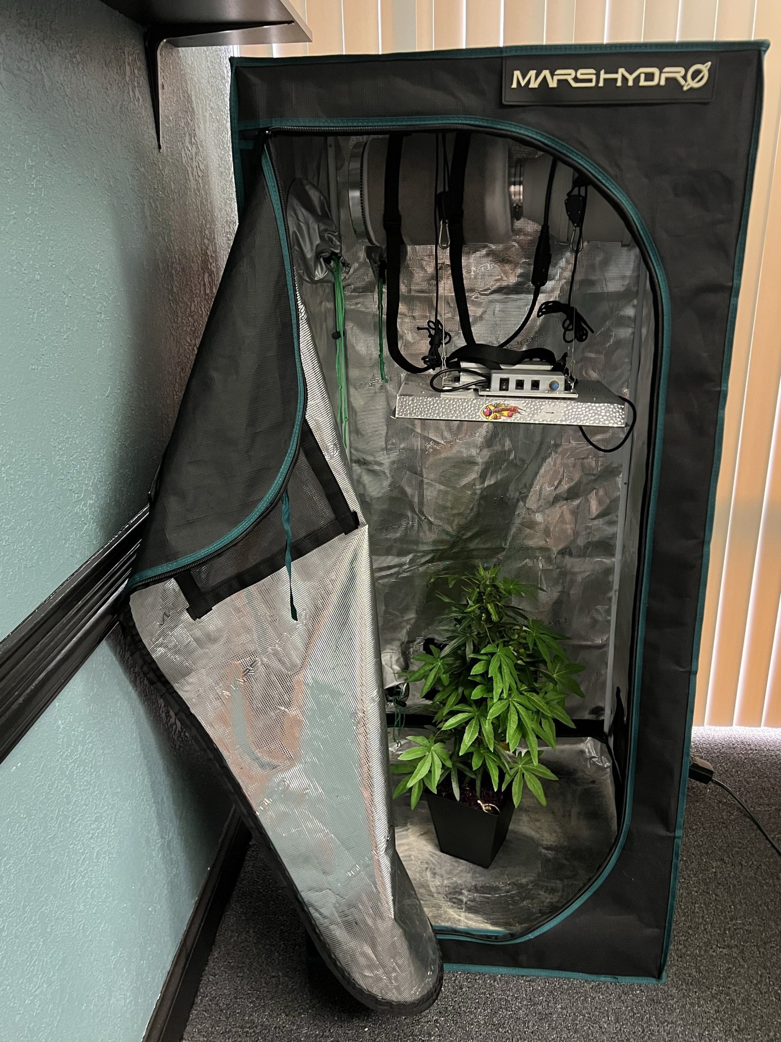 TS1000 Complete kit (plant Is Not Included