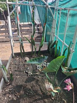 3 tall red flesh dragon fruit plants