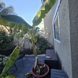 Banana Plant With Pot