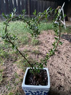 Bonsai olive tree shaped as heart $60