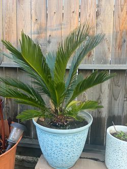Plants