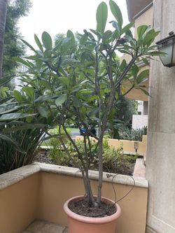 Tropical jewels Plumeria Ht 8’ Yellow and white Very strong fragrance