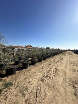 Fruitless Olive Trees 
