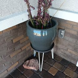 Cactus Plants In Beautiful Pots