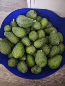 Avocados 🥑 