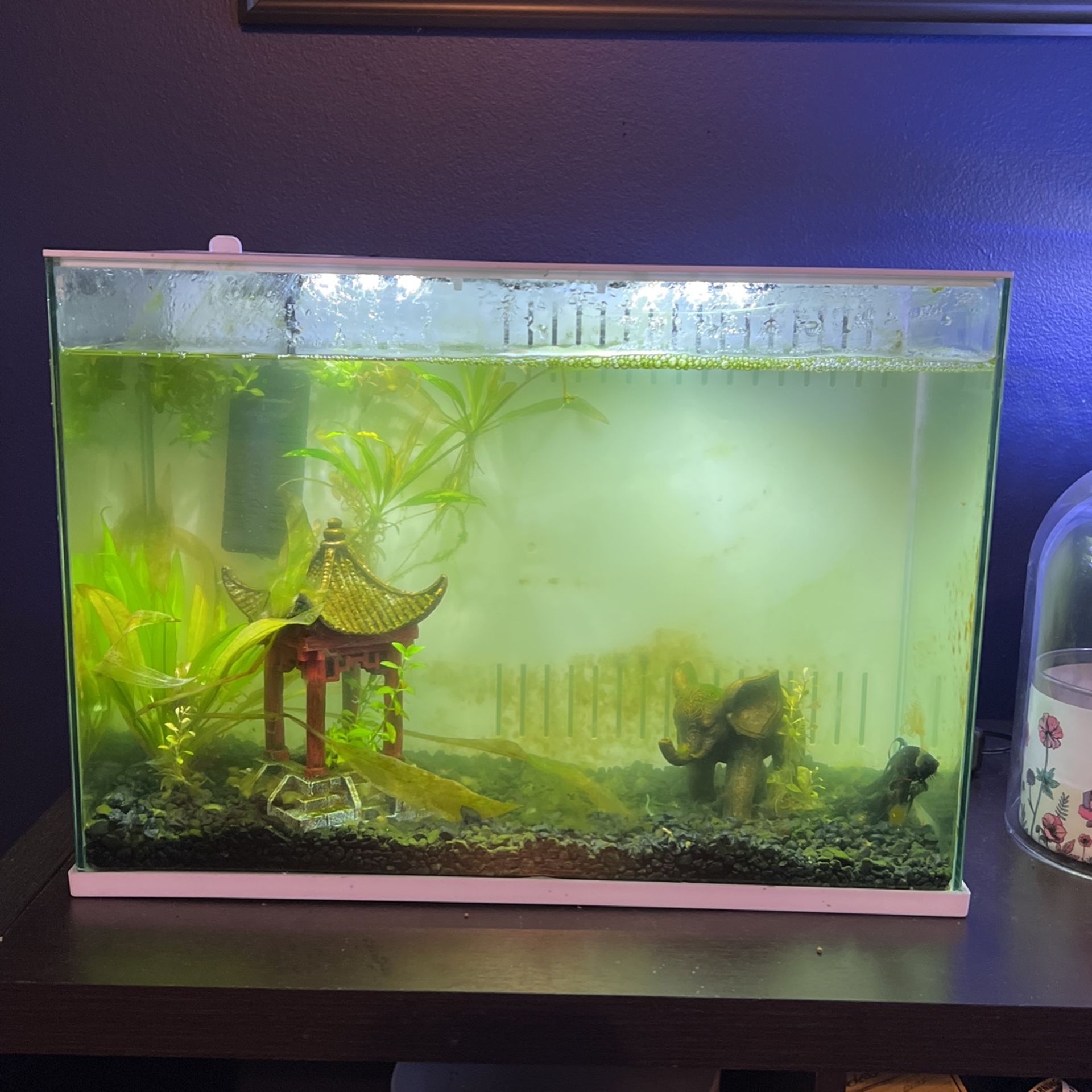 Betta Fish Tank Setup 