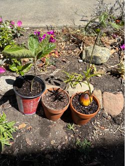 Peach , avocado and loquat tree