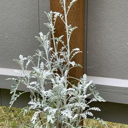 Dusty Miller Perennial Plant .