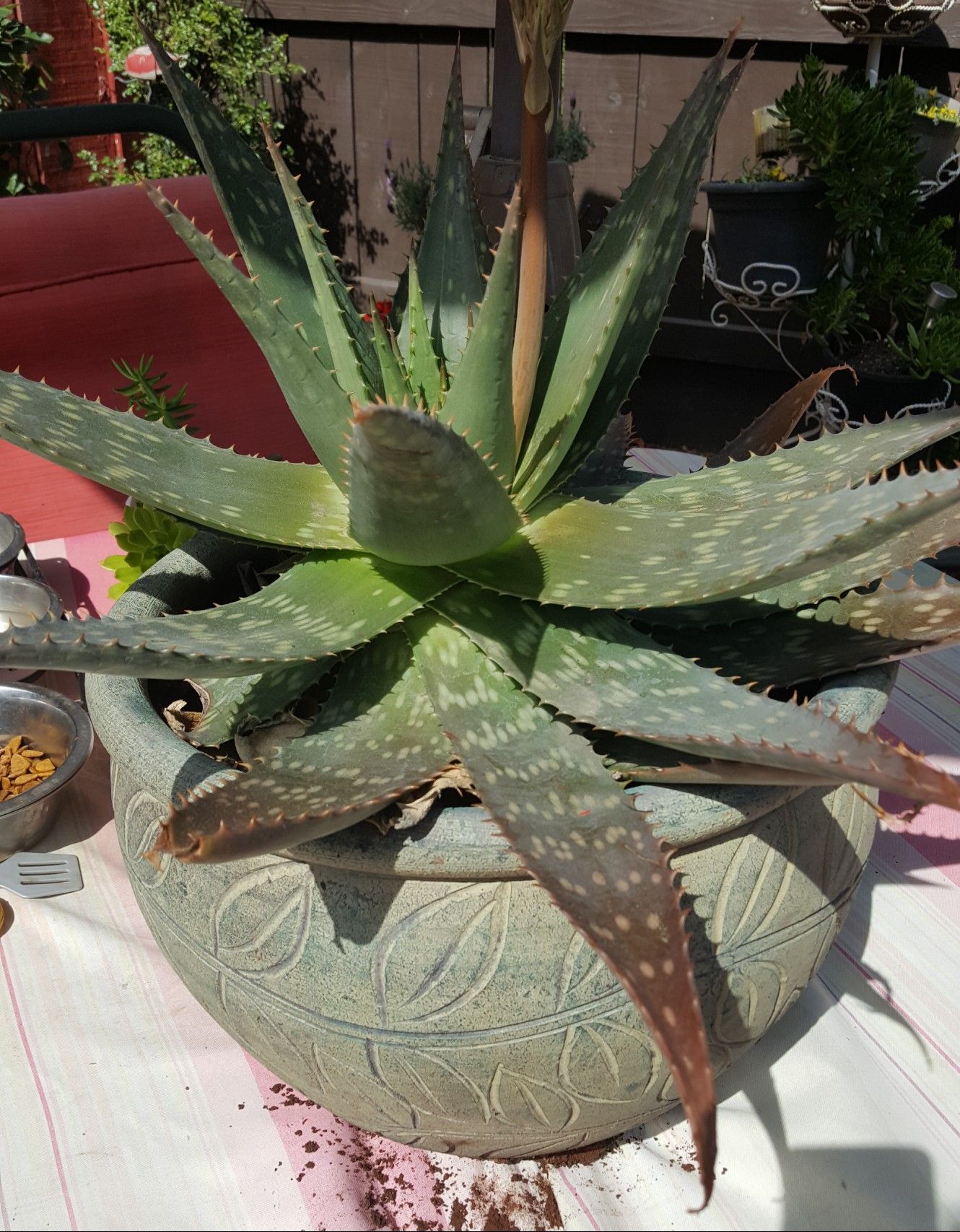 Aloe Vera healing plant