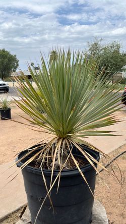 Beaked Yucca (yucca rostrata)