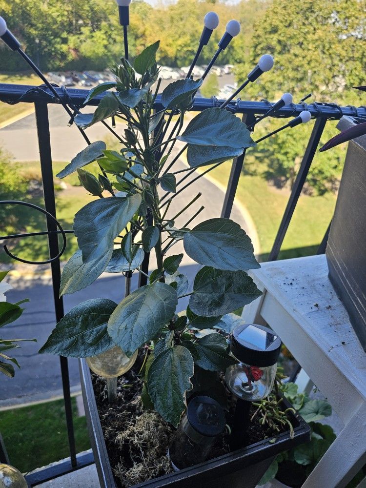 Flower (Without a pot)