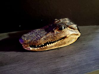 REAL ALLIGATOR HEAD 6 INCH $25