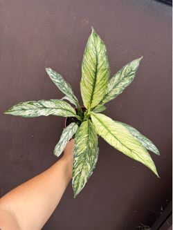 6” Variegated sensation plant