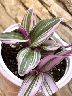 Tradescantia 'Nanouk',  Pink Wandering Dude House Plant In Cute Pink Ceramic Pot 5.5"H. 