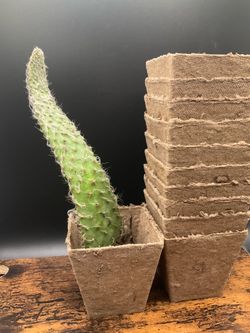 Planting stuff
