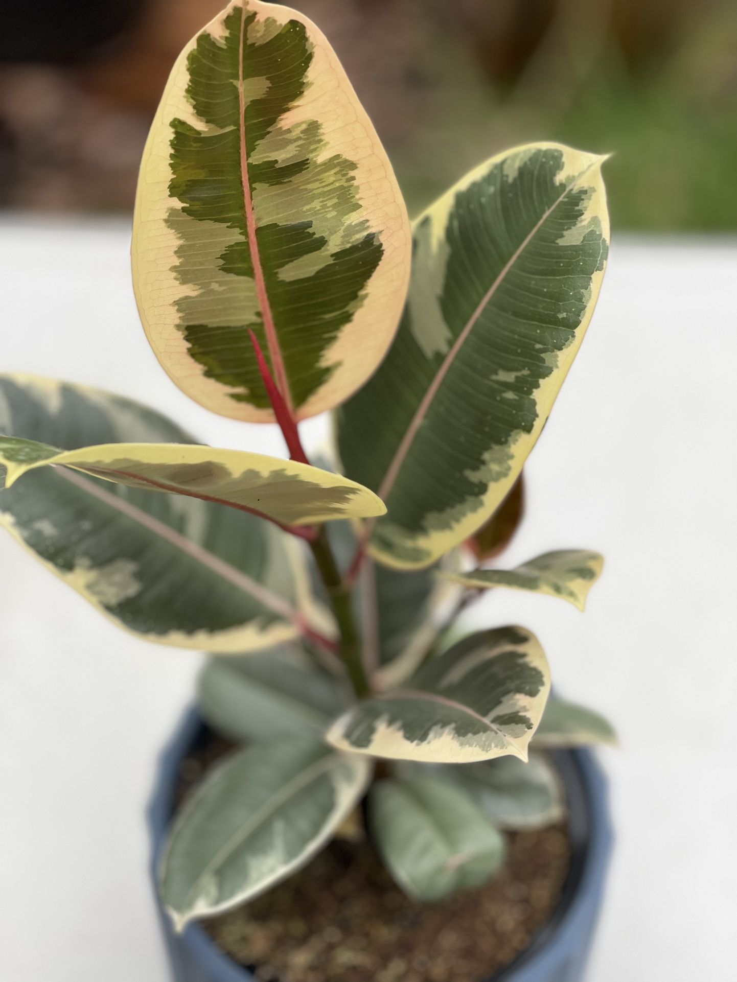 Rubber Plants 6 Inches Pot With Ceramic Planter