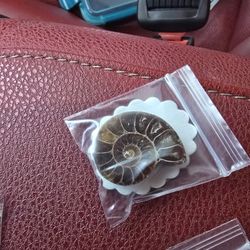 14G Natural Polished Colorful Sliced Fossil Snail Healing Madagascar