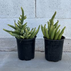 Echinopsis chamaecereus or Rose Quartz Peanut cactus cacti Plant in 1 gallon planter