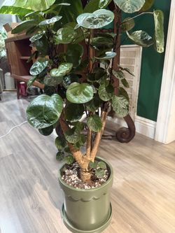 Aralia Fabian stump