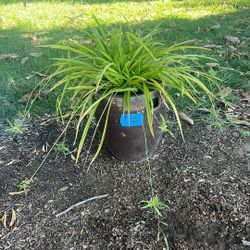 Potted Plants