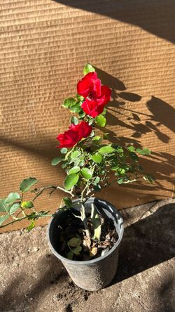 Iceberg Red , Rojo , Blanco Y Morado