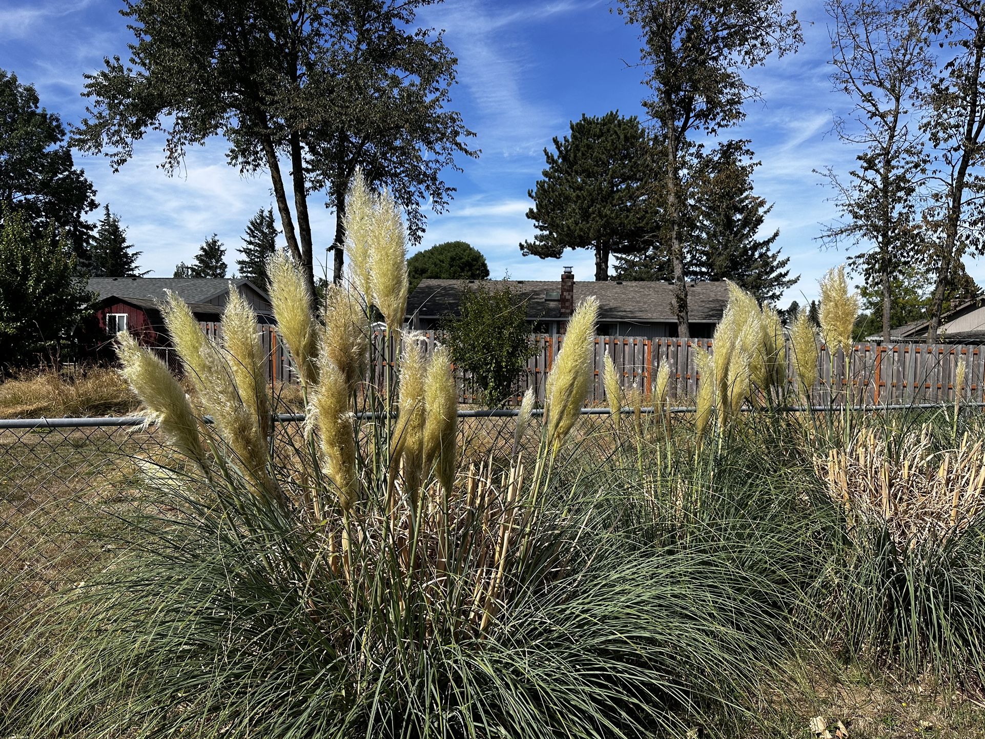 PAMPAS GRASS