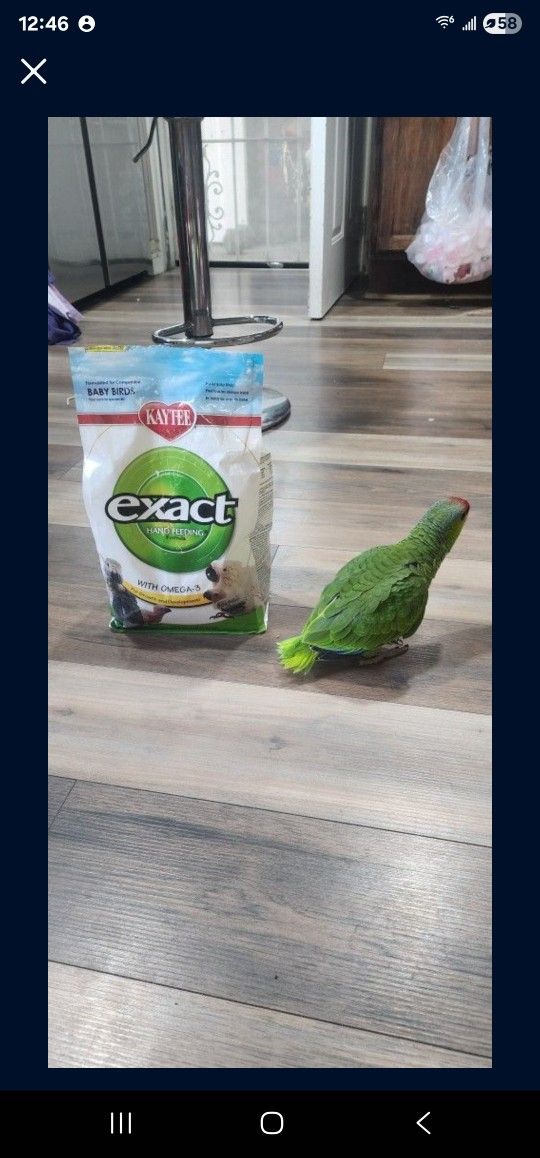 Comida Para Pericos