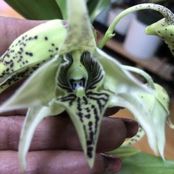 Rare Orchids Dendrobium Tokunaga Big 24"