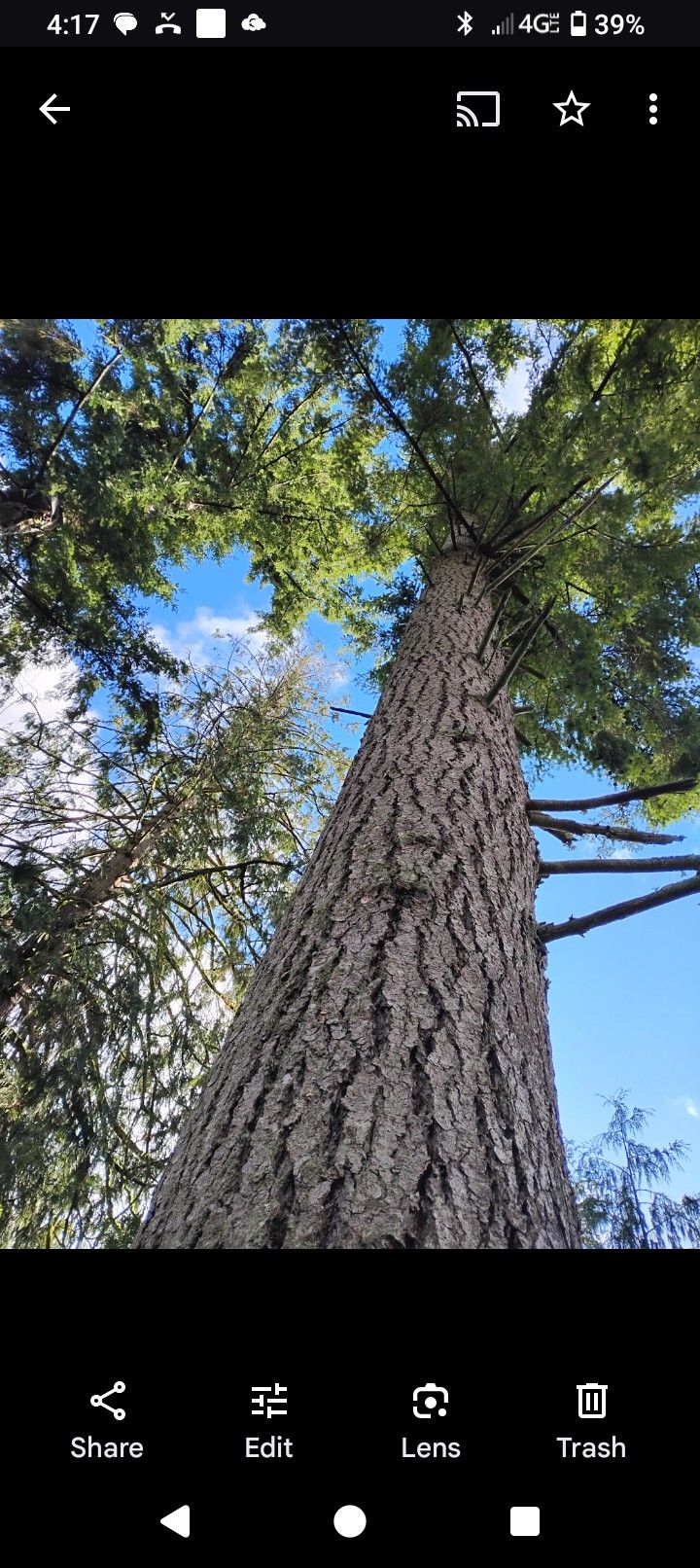 Free Free Free Firewood. Fir And Pine 