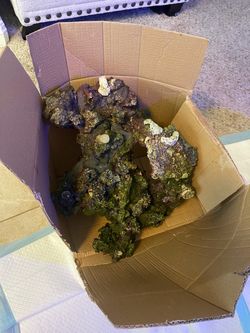 Live reef rock island