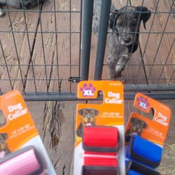 Great Dane Collars 