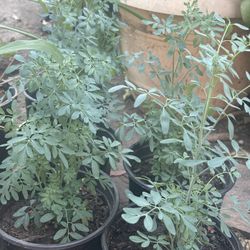 Rue Ruda ,lemongrass, Cactus 