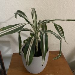 Dracaena Plant