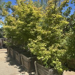 Coral Bark Japanese Maple Tree